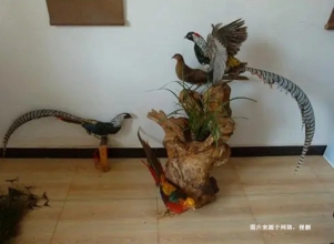 荷蘭蕉鵑生態動物標本進口報關資料到北京機場案例